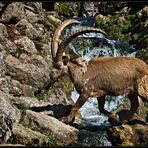 Über Stock und Steinbock