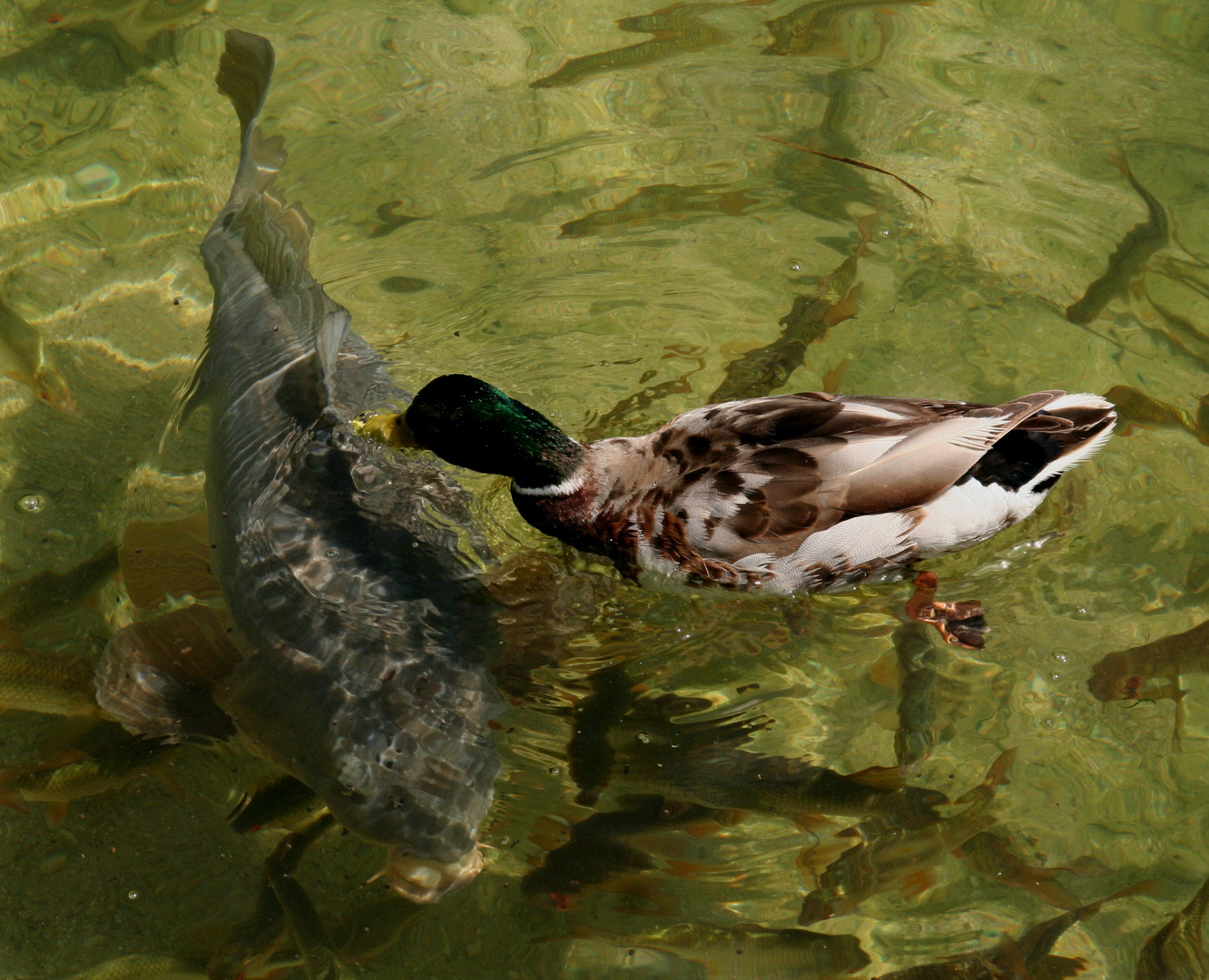 Über und unter Wasser