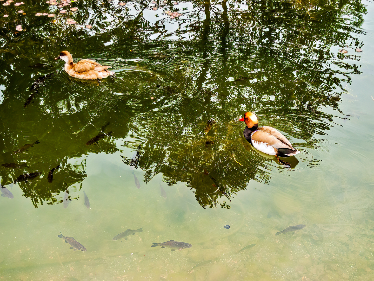 Über und unter Wasser