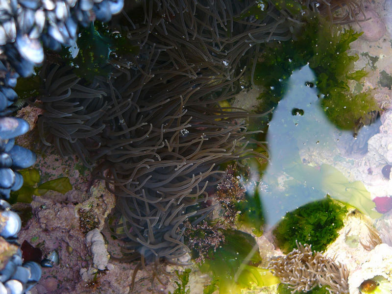 Über Wasser bei Ebbe #2