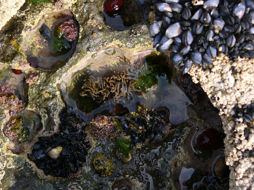 Über Wasser bei Ebbe