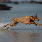 Über-Wasser-Hund