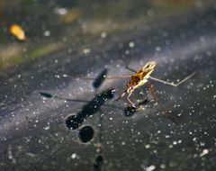 über- wasserläufer