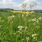 Über Wiese und Acker