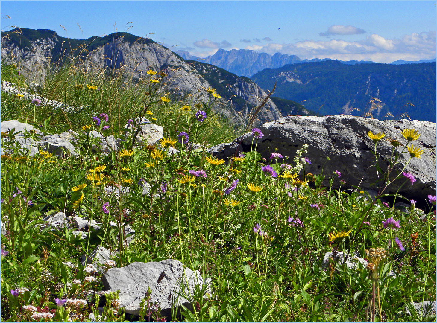 Über Wiesenblumen zu den Bergen...