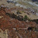 überall am Spülsaum der Nordsee eine Unmasse von Käfer