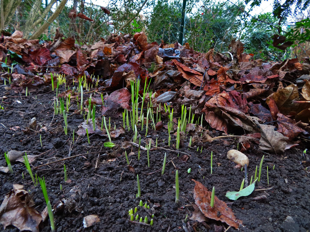 überall bei mir im Garten