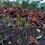 überall bei mir im Garten