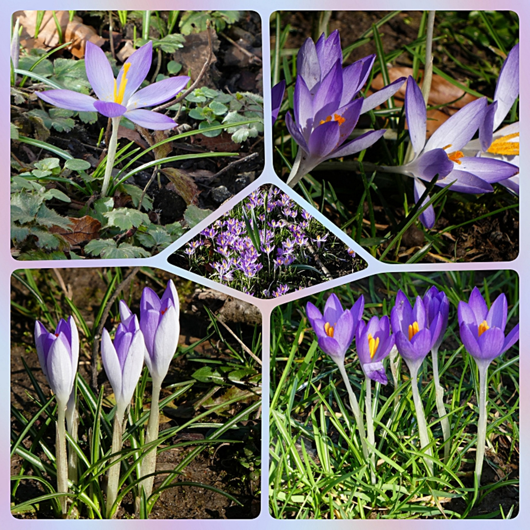 Überall blühen die Krokusse Foto & Bild natur, krokusse, pflanzen