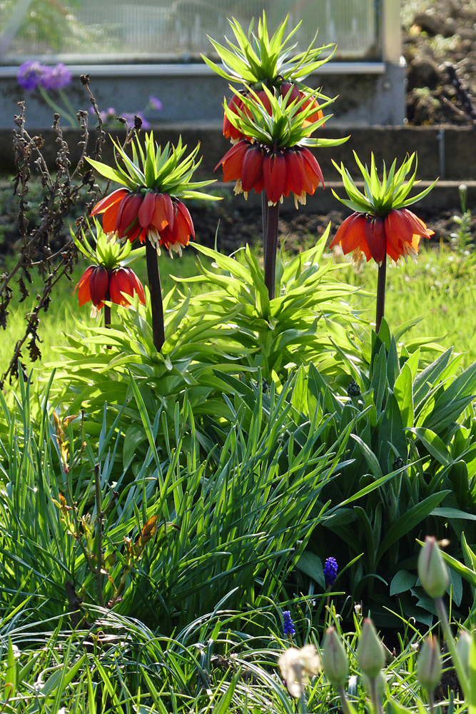 Überall Blüten