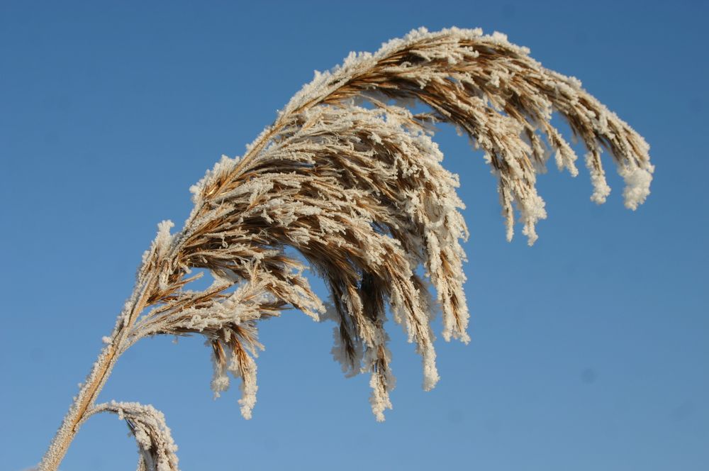 überall dieser Gruß von Väterchen Frost