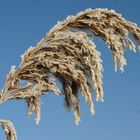 überall dieser Gruß von Väterchen Frost