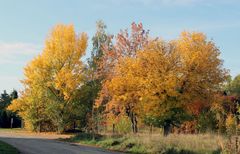 überall dieses herrliche Herbstgold