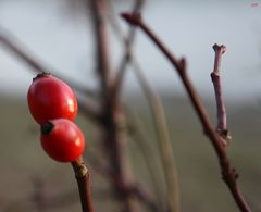 überall ersetzen sie die fehlenden Blümchen