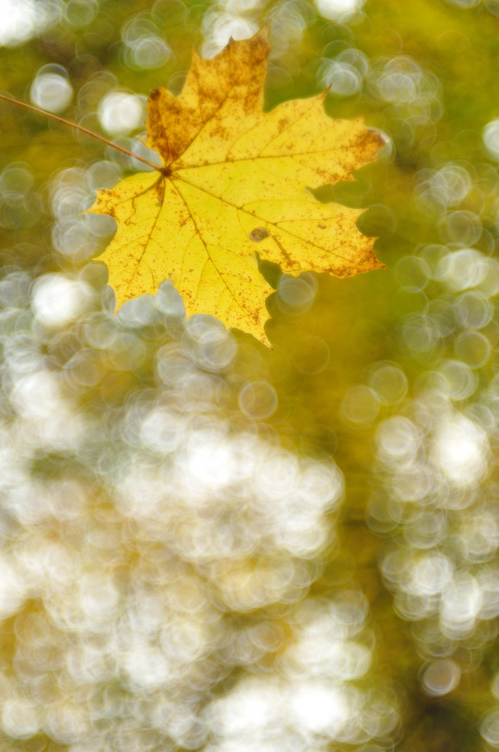 Überall fallen die Herbstblätter