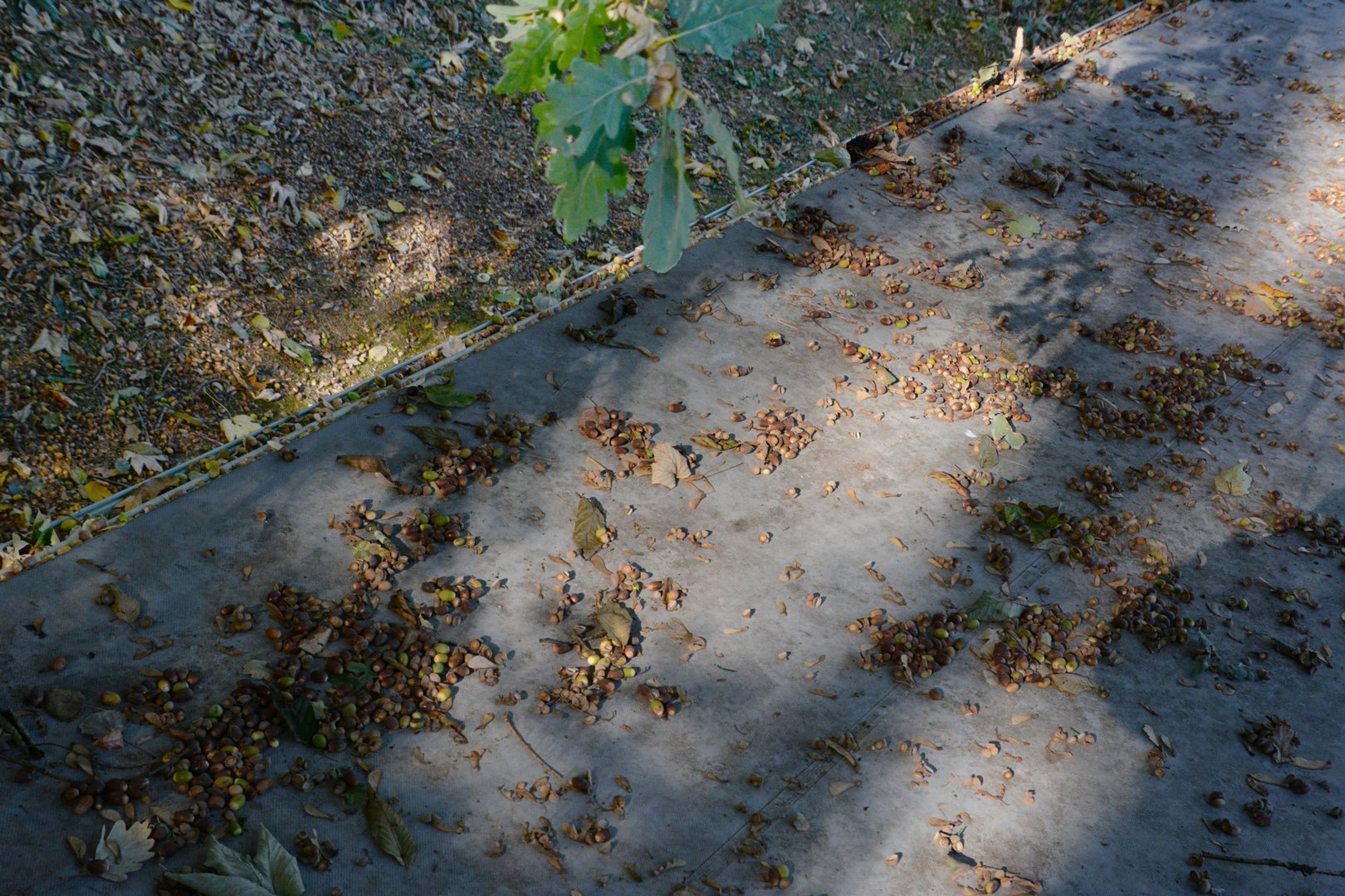 Überall fallen Wintervorräte von der Eichen.