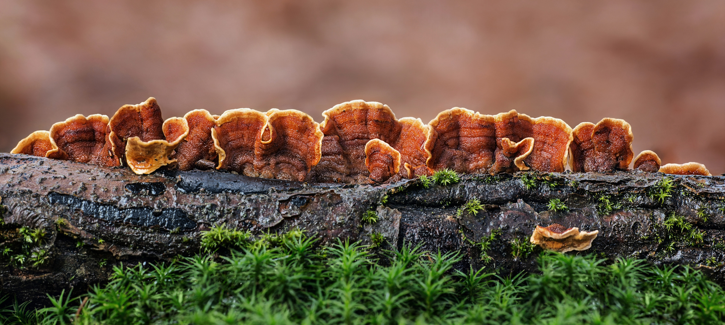 Überall Feuer im Wald