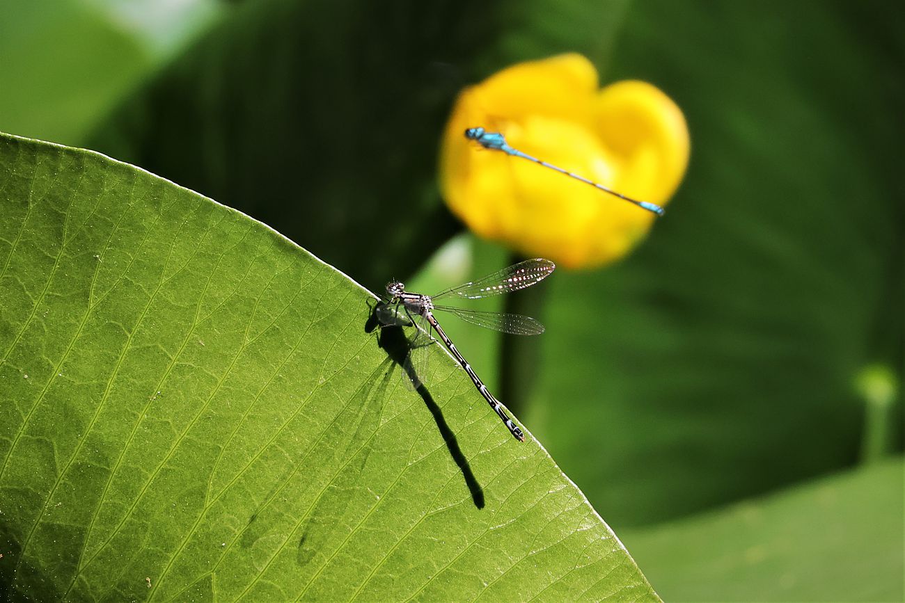 Überall fliegt's