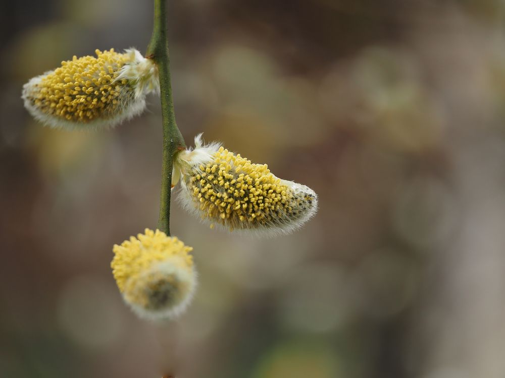 Überall Frühling