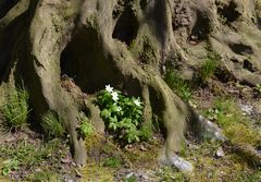 Überall Frühling