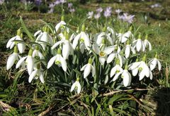 Überall im Garten blühen die Schneeglöckchen