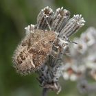 Überall im Garten sehe ich Wanzen!