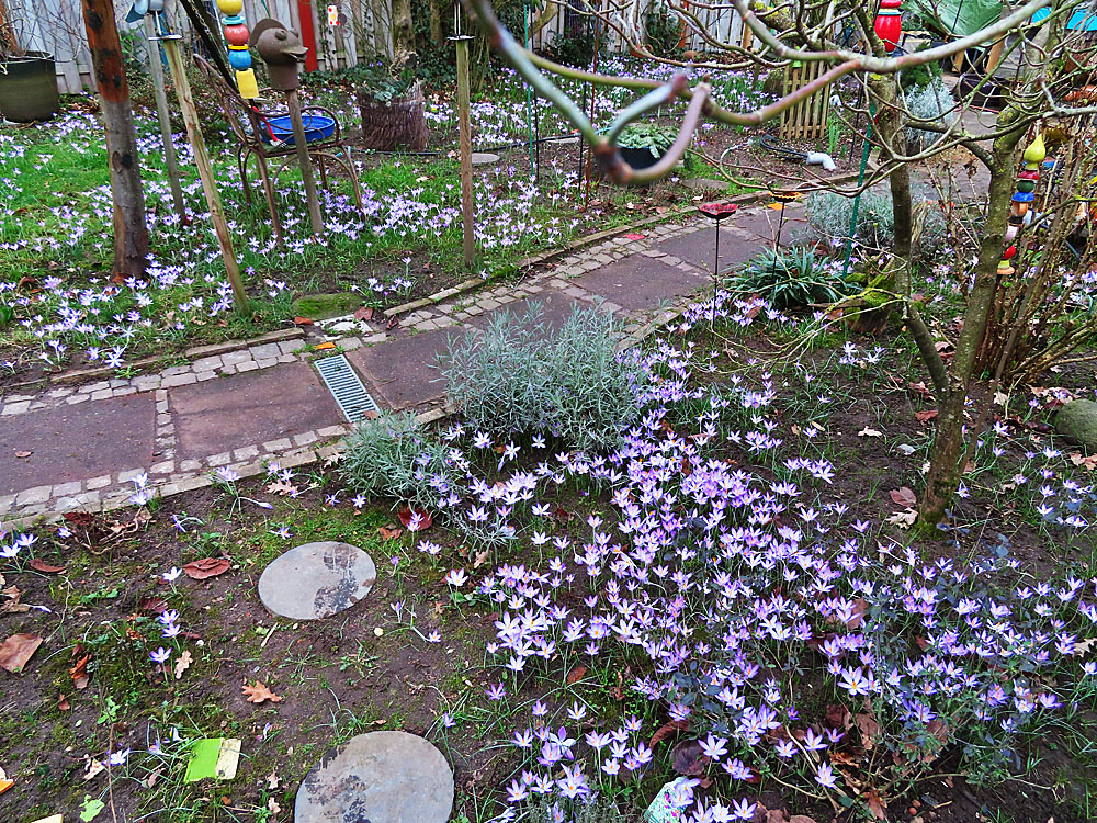 überall im Garten und Vorgarten