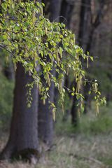 überall kleine Schwänzchen