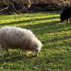 Überall lauern schwarze Schafe....