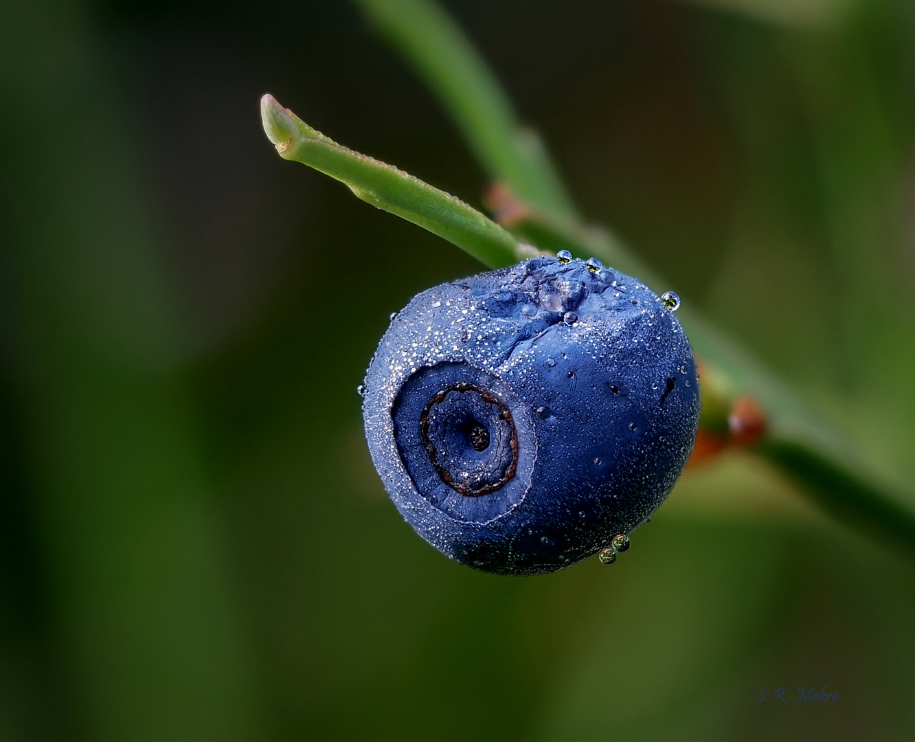 Überall leckere Beeren!