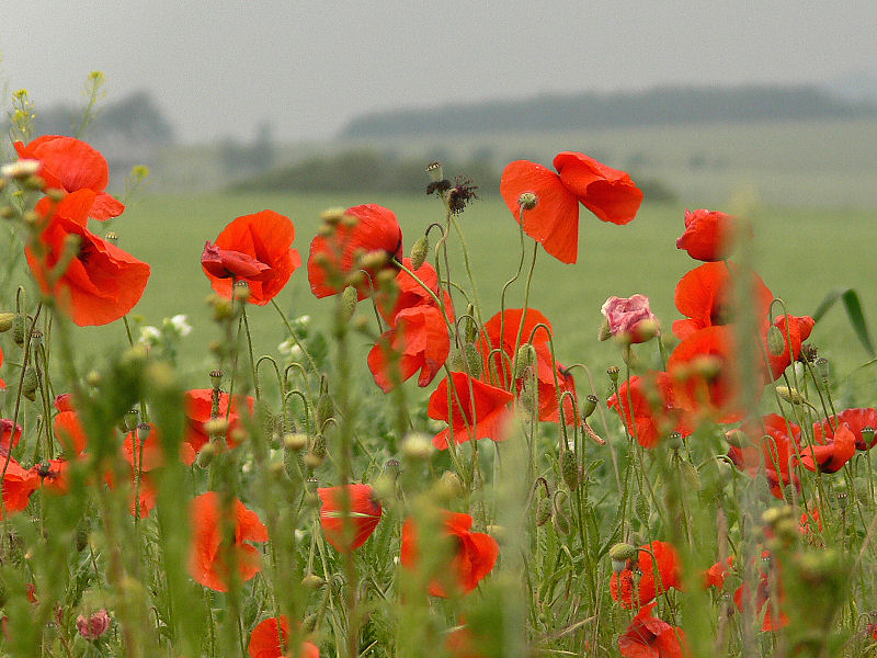 ...überall Mohn