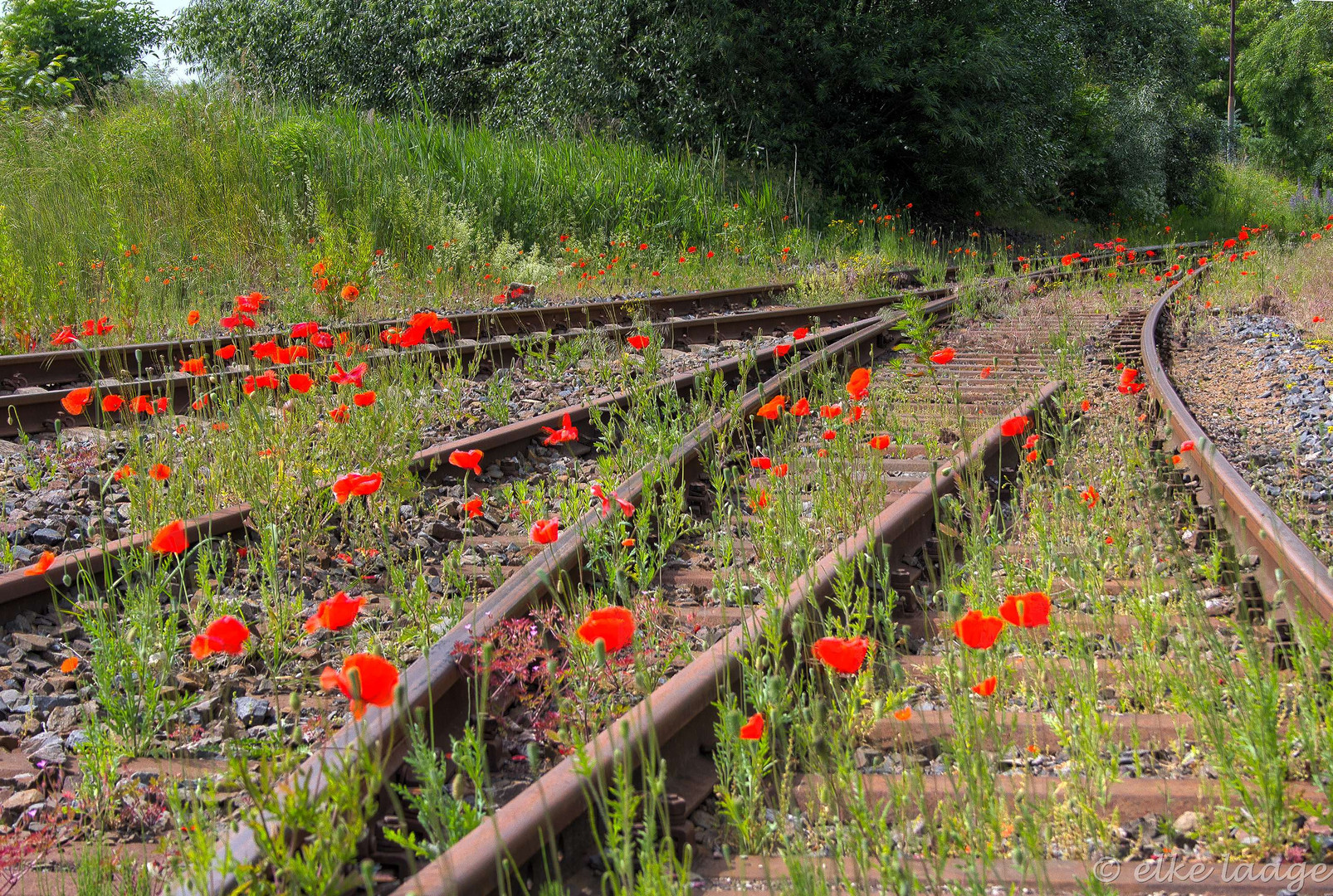 überall Mohn