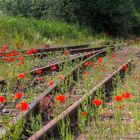 überall Mohn