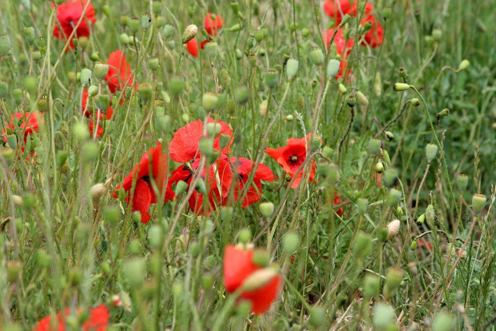 überall Mohn