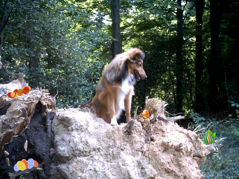 "Überall nur Eier", denkt klein Tammy (Welpe) hier. (Archivbild)