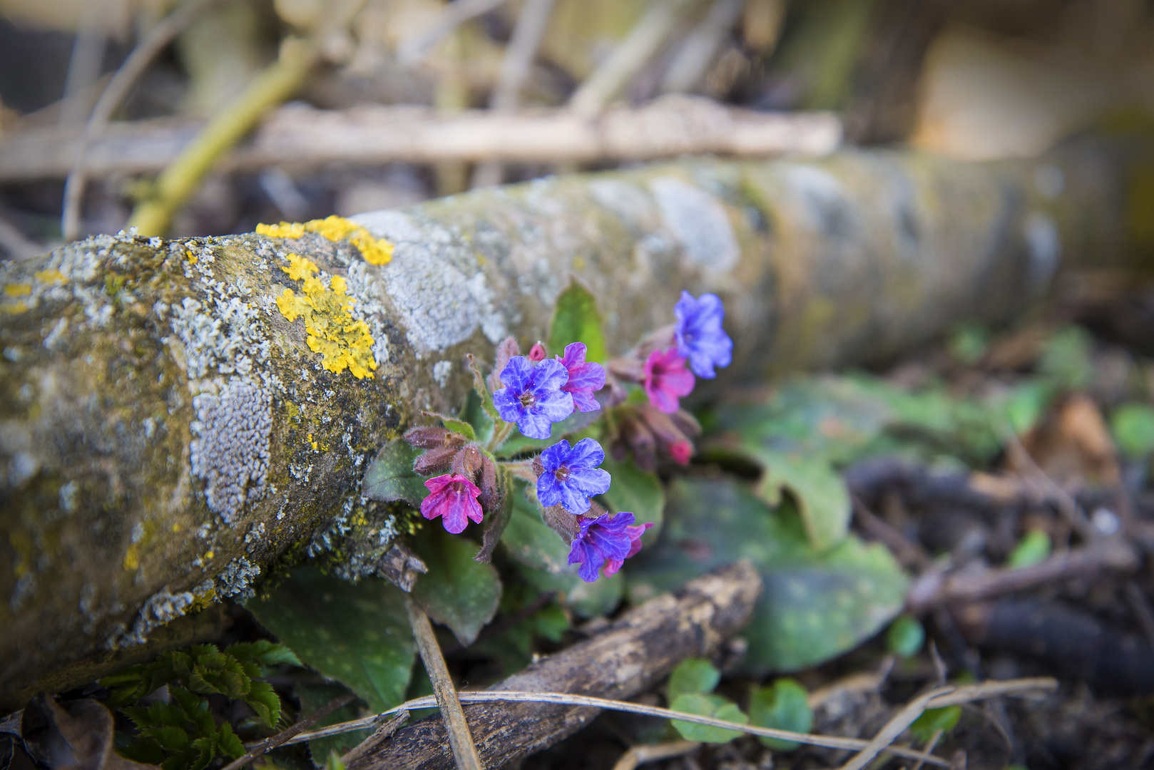 überall schickt er seine Blüten