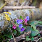 überall schickt er seine Blüten