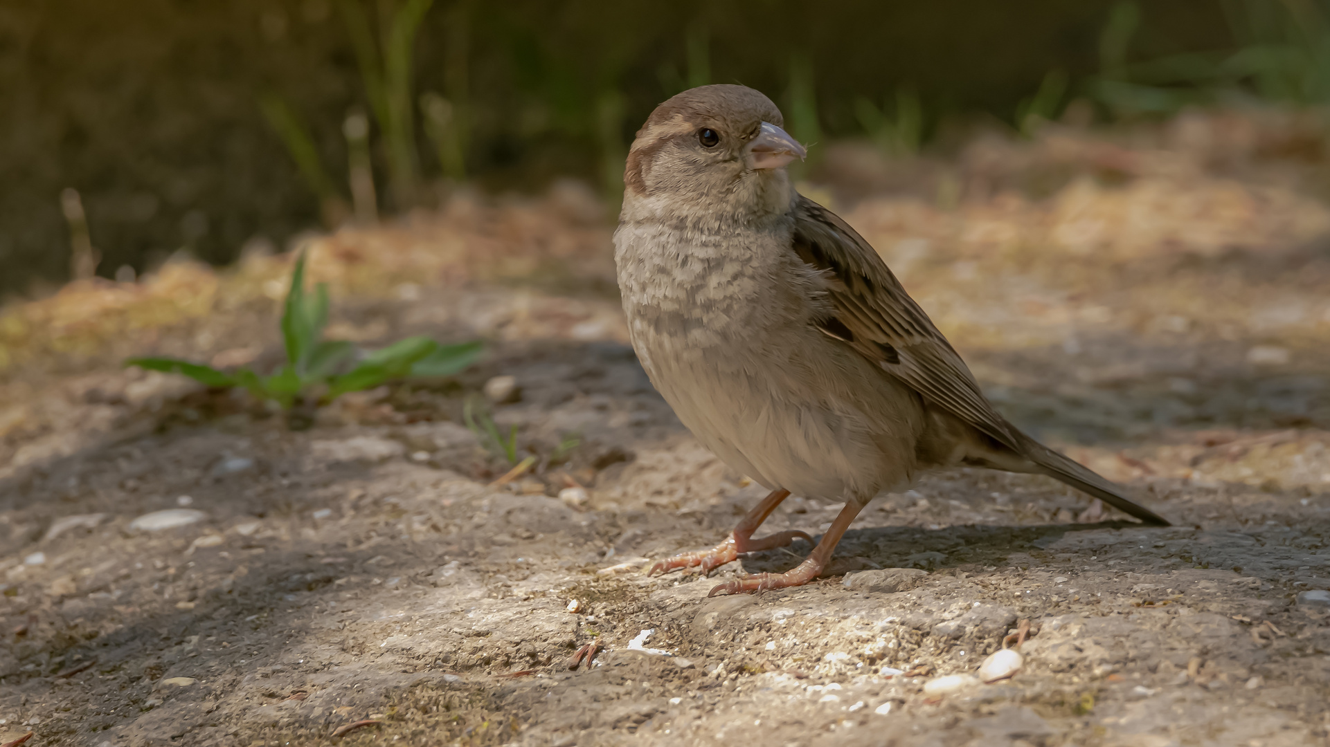 überall sind die kleinen 