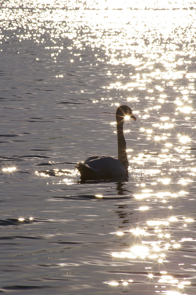 Überall Sterne am Kulkwitzer See