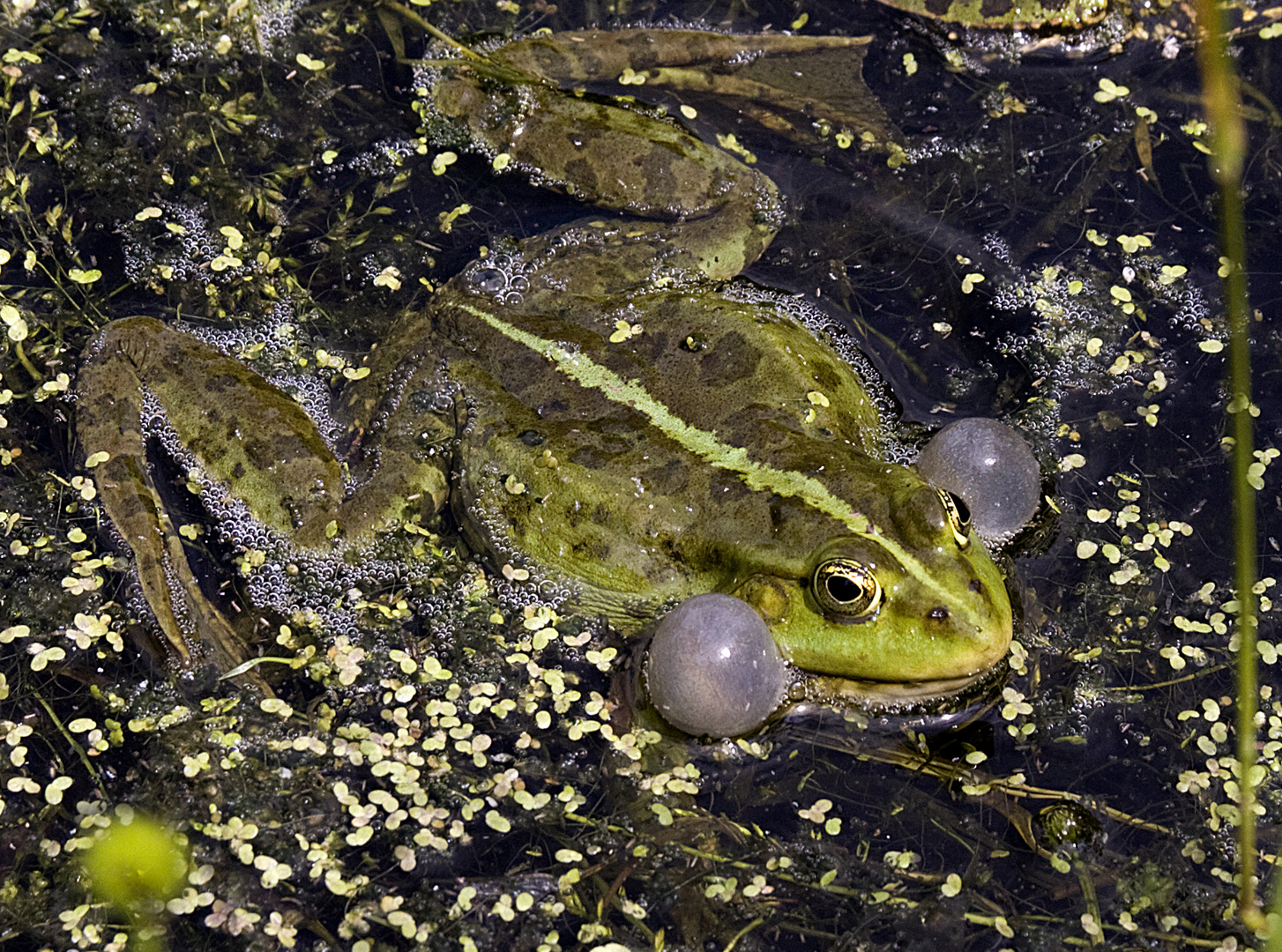 Überall Wasser und Frösche