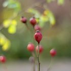 Überall zeigt der Herbst sein Gesicht