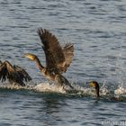 Überarbeitung -Kormorane beim fischen-