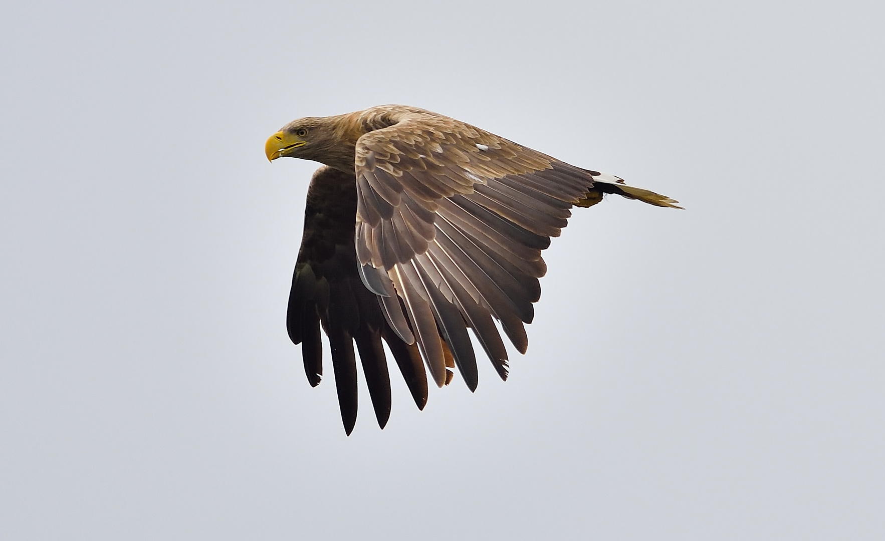 Überaschender Vorbeiflug,nachdem der Fischadler weg war!