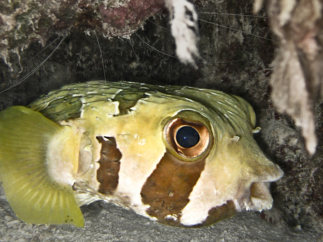 überaschter Igelfisch