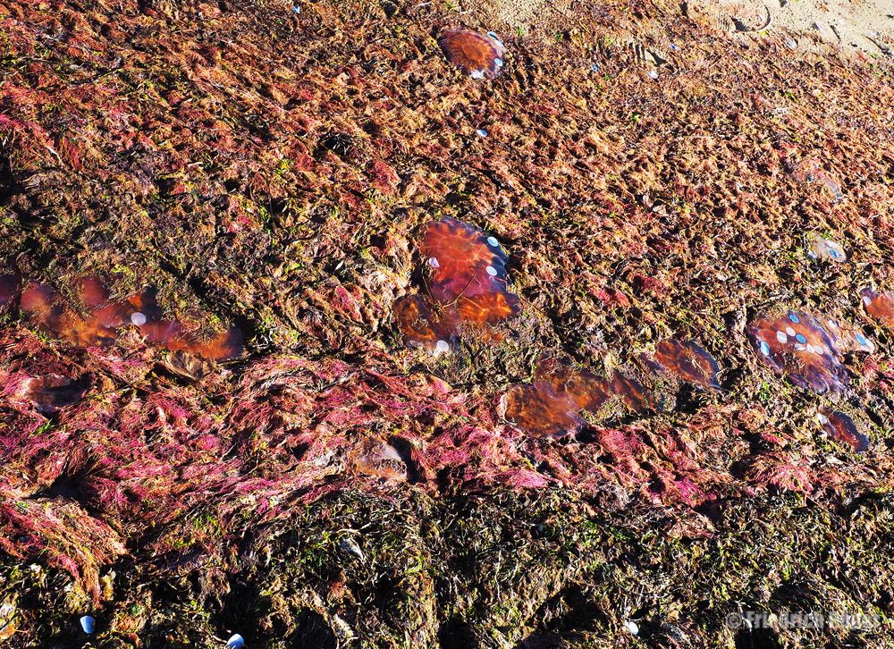 Überbleibsel des Niedrigwassers an der Förde