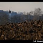 Überbleibsel des Sommers