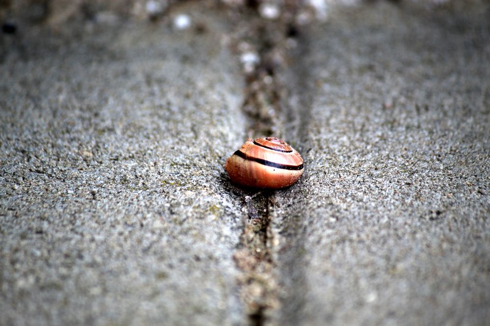 Überbleibsel einer kleinen Schnecke