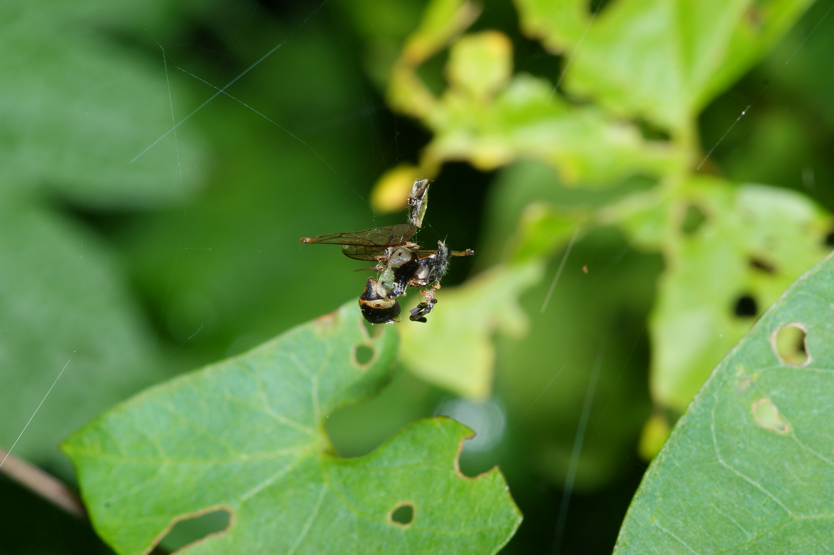 Überbleibsel einer Spinnenmahlzeit