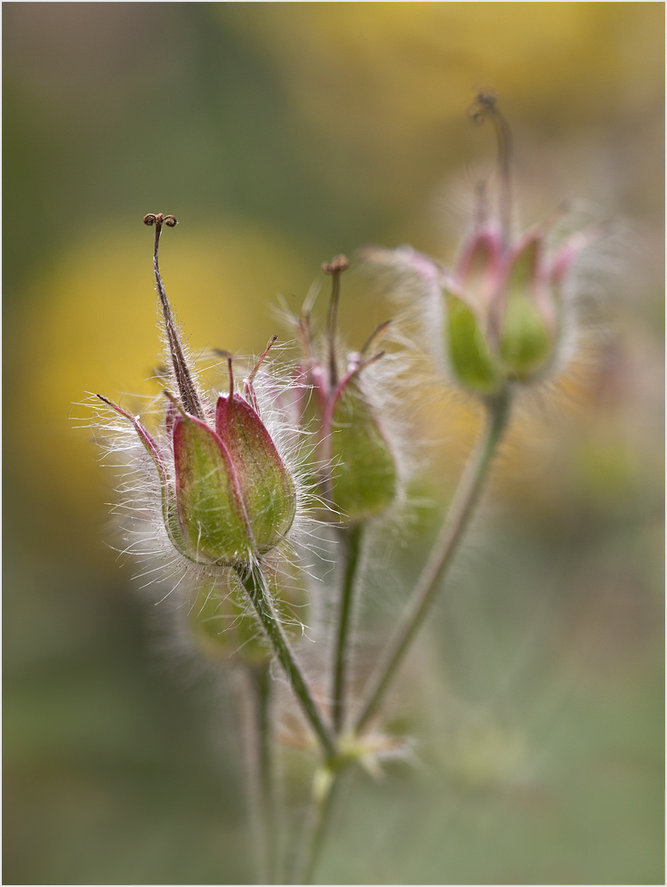 Überbleibsel eines Geraniums