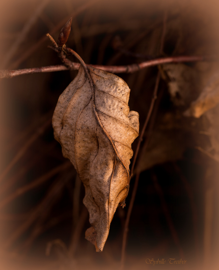 Überbleibsel vom Herbst